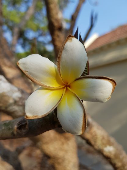example flower